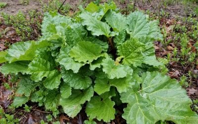 Memories of Mother in Stalks of Red: A Rhubarb Story and Recipe