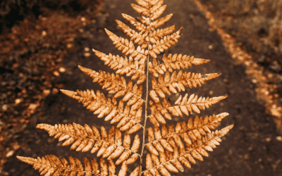 The Elusive State of Resilience