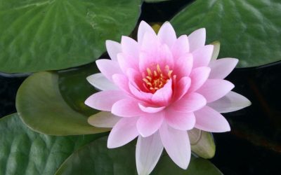 Caught Up In Comparing Mind?